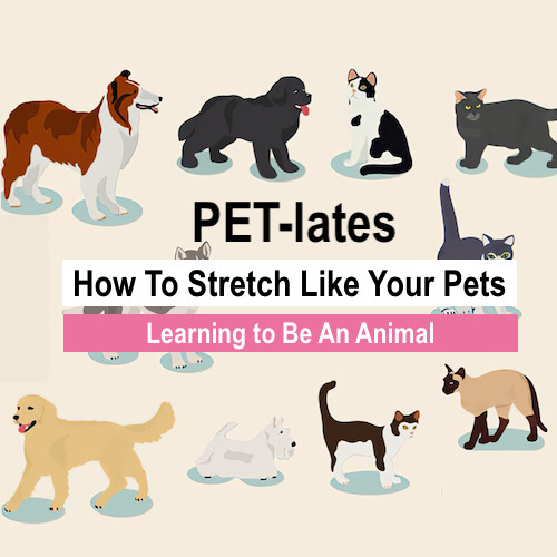 Stretch like your pets